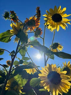 Sunflower with light shining through