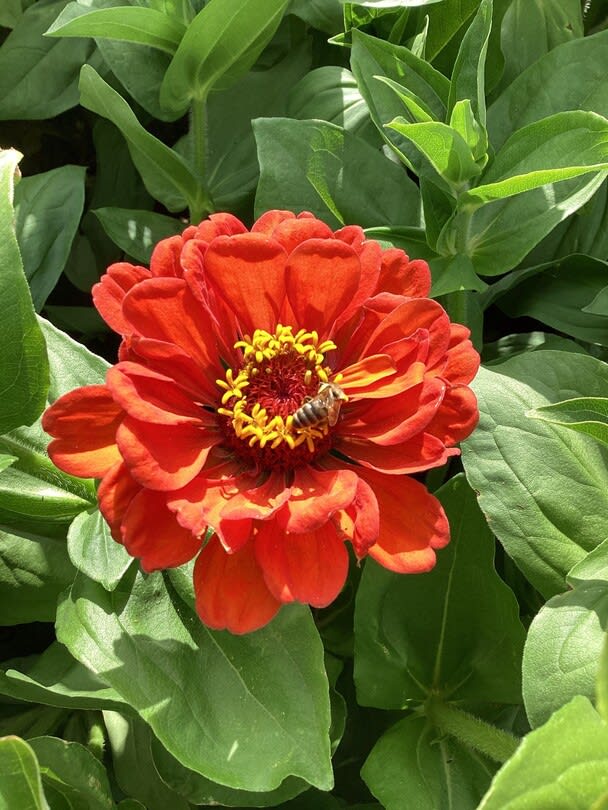 Zinnia with a bee pollinating the flower