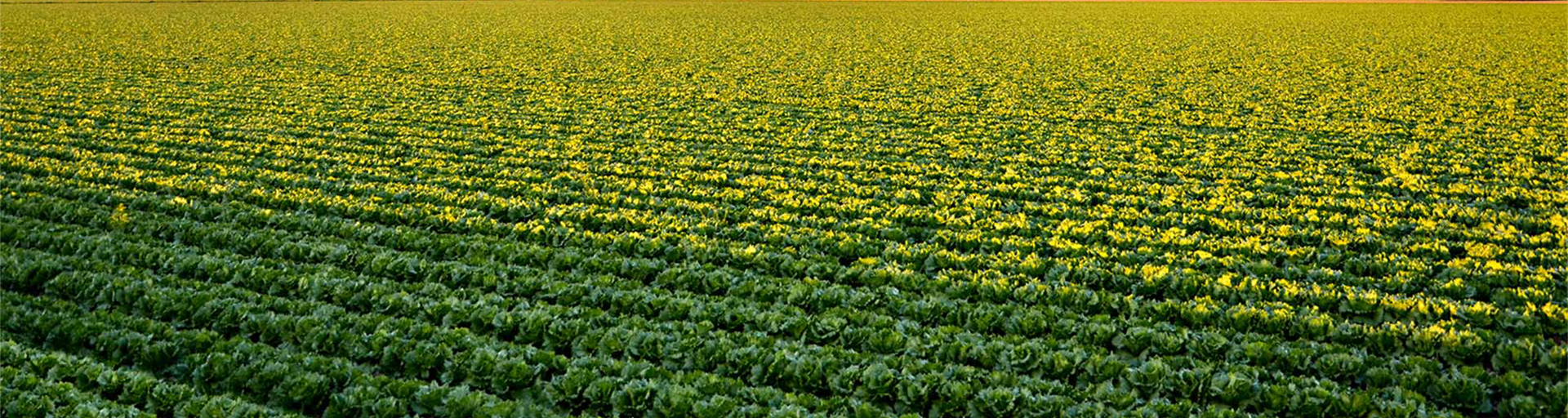 A field of crops