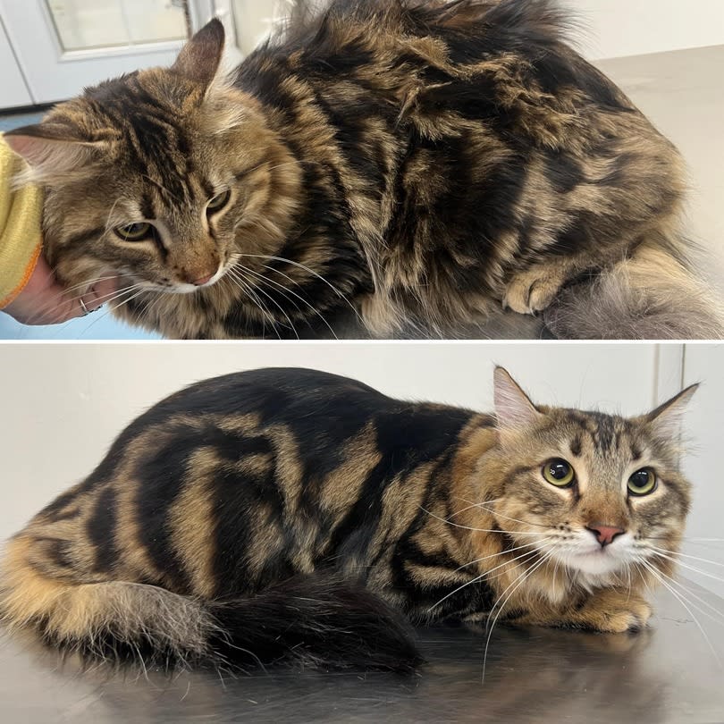 Cat before and after grooming