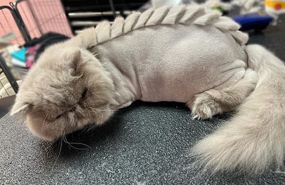 Cat with an elegant lions cut