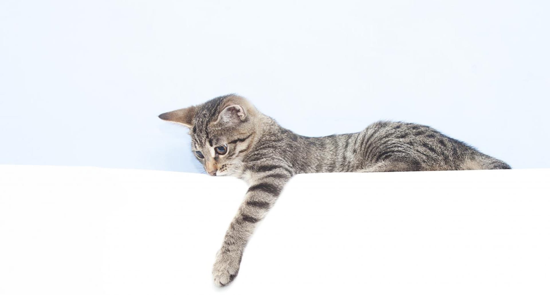 Cat reaching down over a white shelf