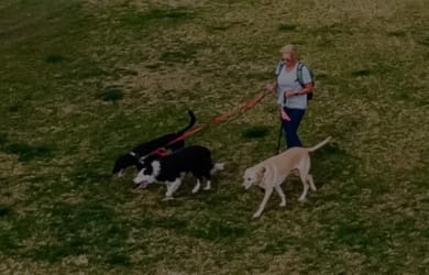 A woman walking several dogs