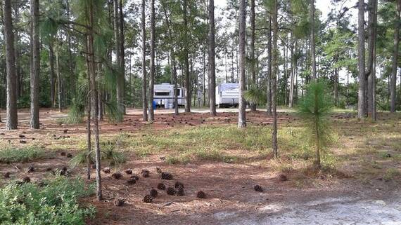 In The Pines @ Bettis