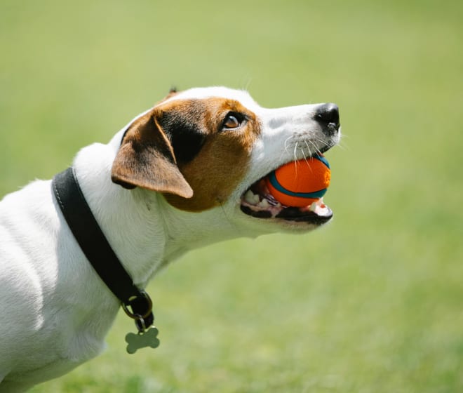 A small friendly dog with his favorite ball on a background of green grass