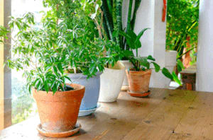 How Can Houseplants Clean Your Air?