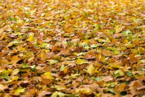 How Fallen Leaves Affect Your Home's HVAC