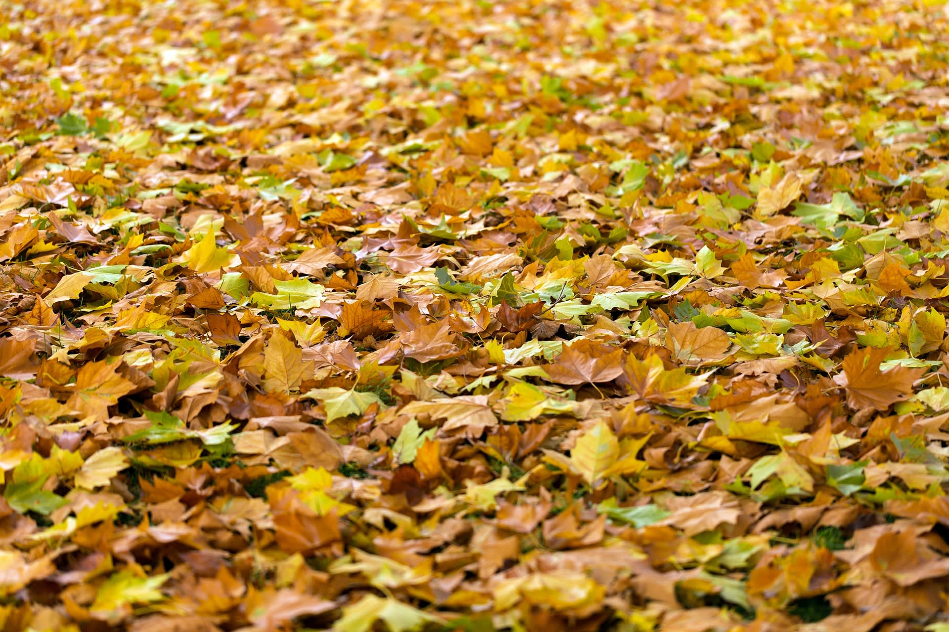 How Fallen Leaves Affect Your Home’s HVAC