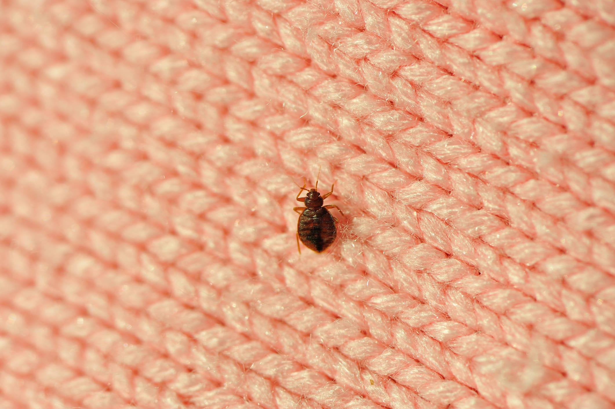 The Bed Bug Dilemma: How Air Ducts Could Contribute to Their Spread