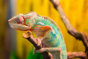 ideal temperatures for exotic pets