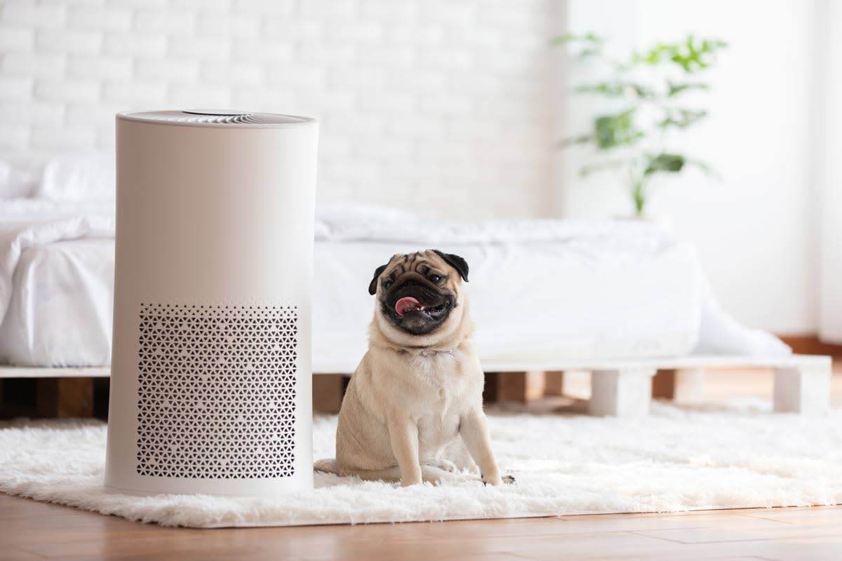 Air Purifier Science: Do You Know All the Important Facts?