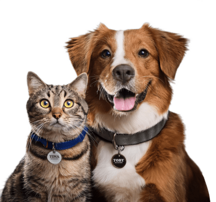 cat and dog