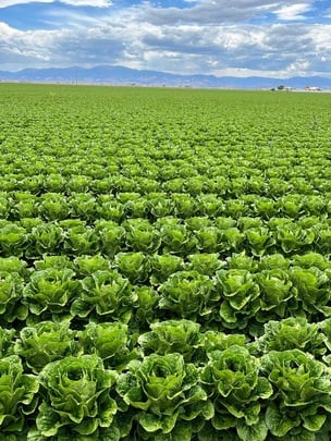 A field of green lettuce growing in souther colorado