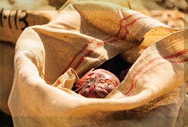 Freshly harvested onions sitting in burlap sacks.