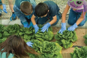 Children wearing protective gloves inspecting green lettuce plants as they grow