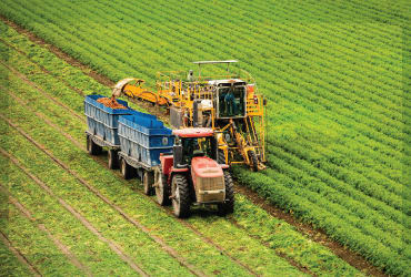 Farm equipment from a distance harvesting crops in a field of green vegetables.