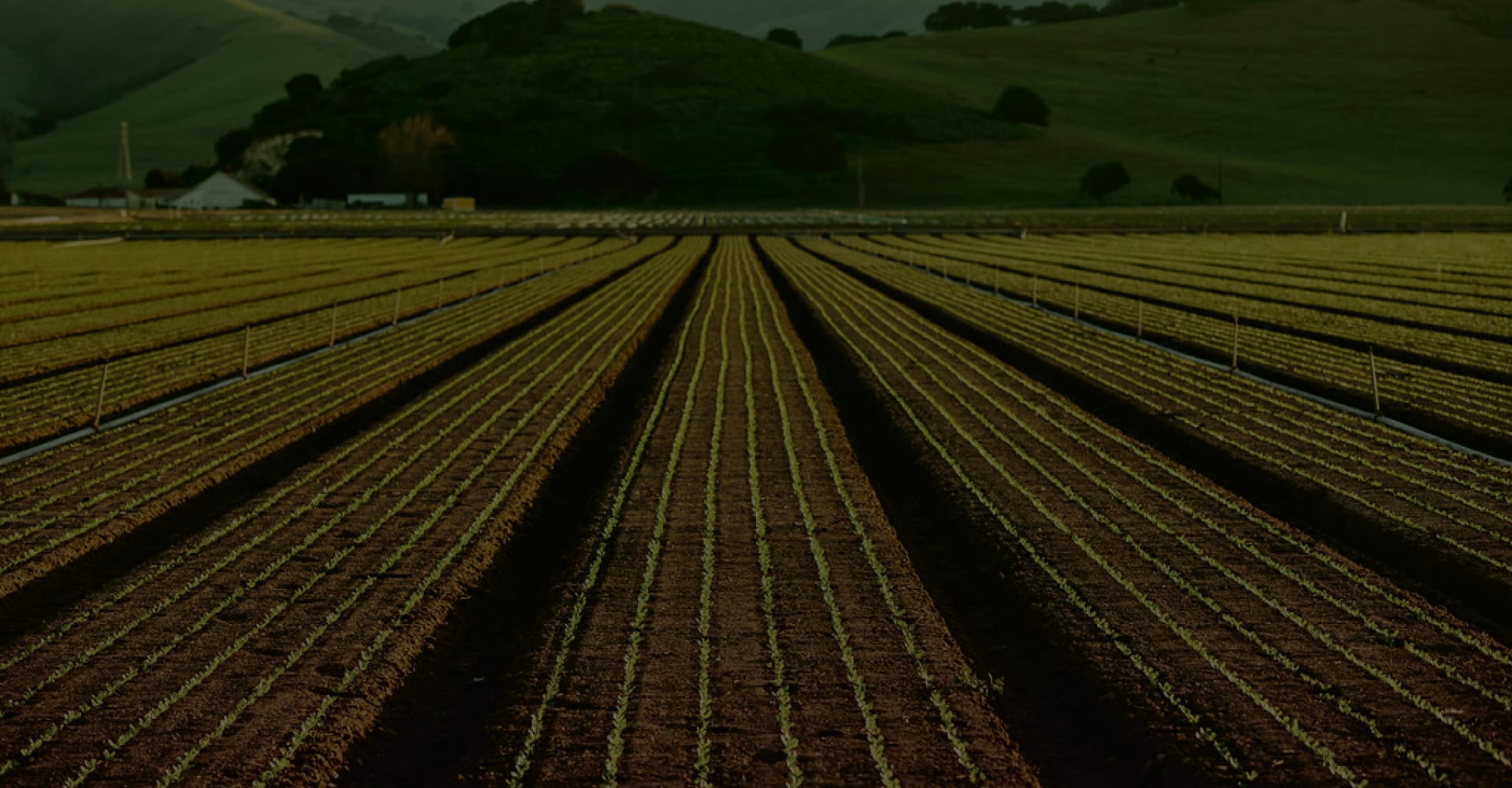 A field of produce.