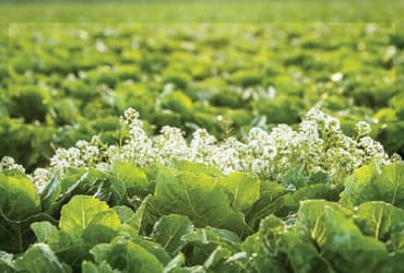 A field of lettuce shot from a low angle with dew visible on the leafs.