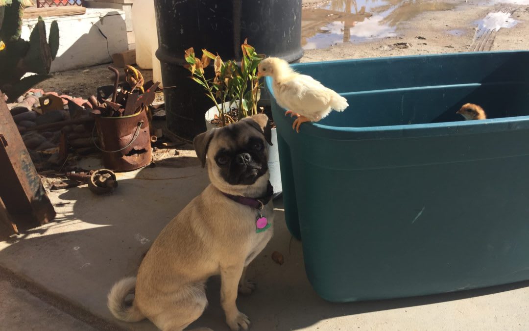 pug chick magnet