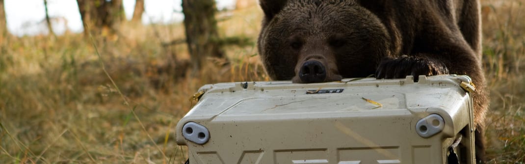 Yeti cooler being attacked by a bear