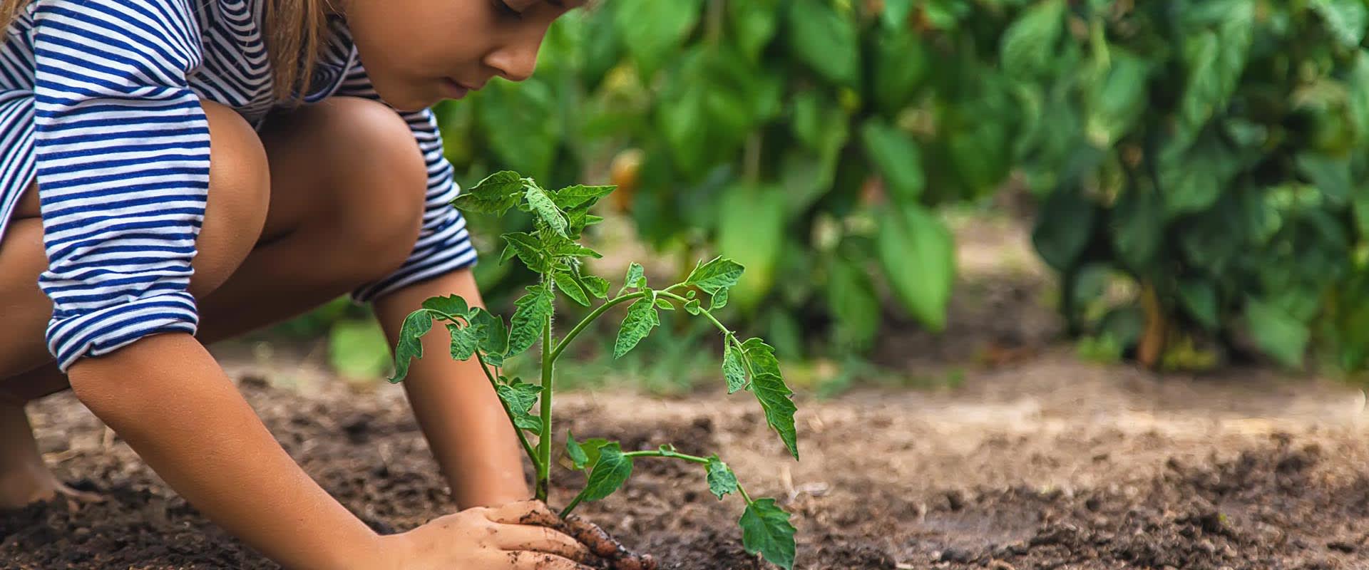 Image of a girl laying a plant into the soil.